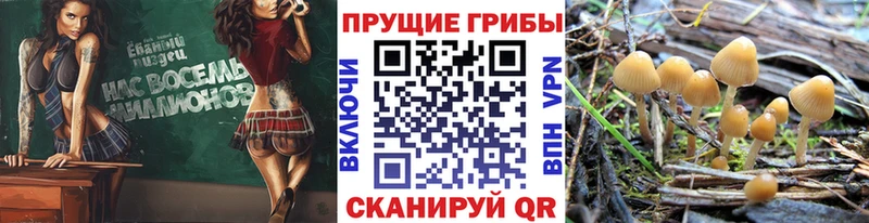 Псилоцибиновые грибы GOLDEN TEACHER  купить  цена  Курильск 
